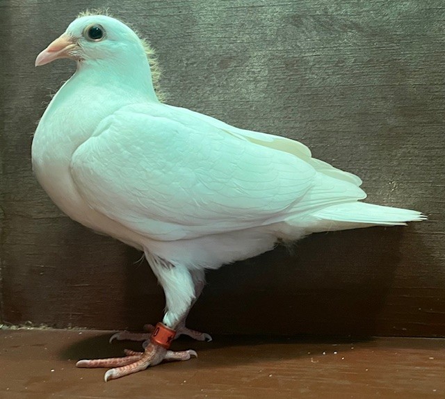 WHITE SQUEAKER OFF IMPORT