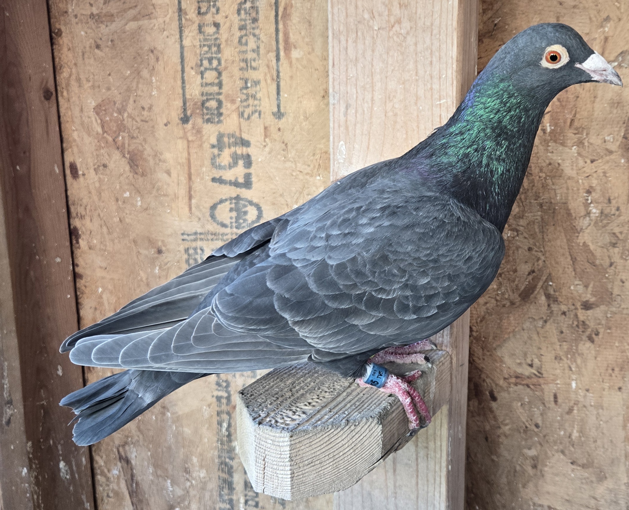 IF-25-585 COCK