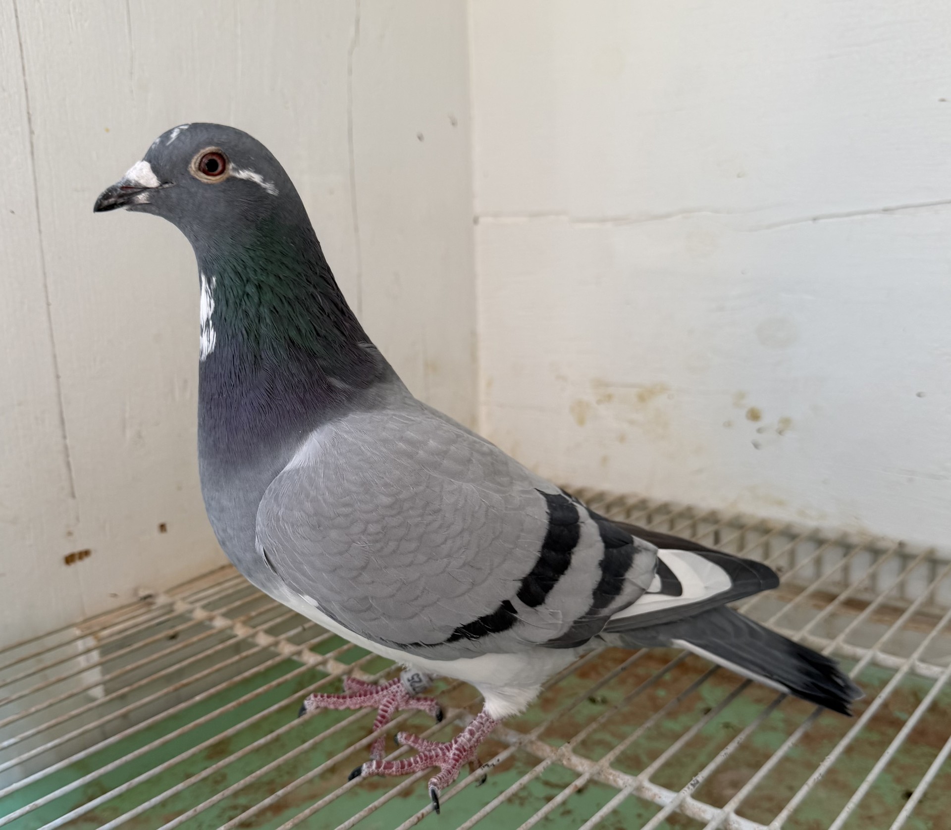 LINE BRED 1224, SIRE GRANDCHILD SON DAUGHTER DAM GRANDCHILD TWO SONS