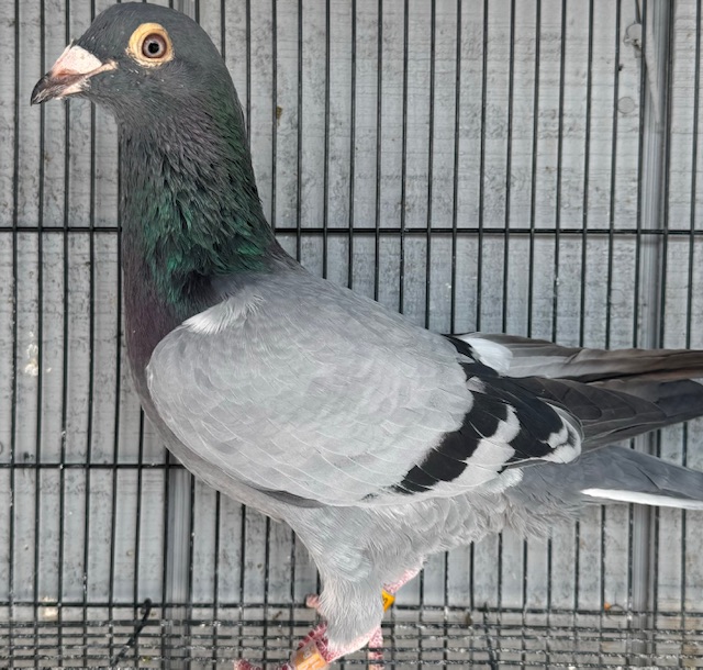 2023 Super Nice Young Cock