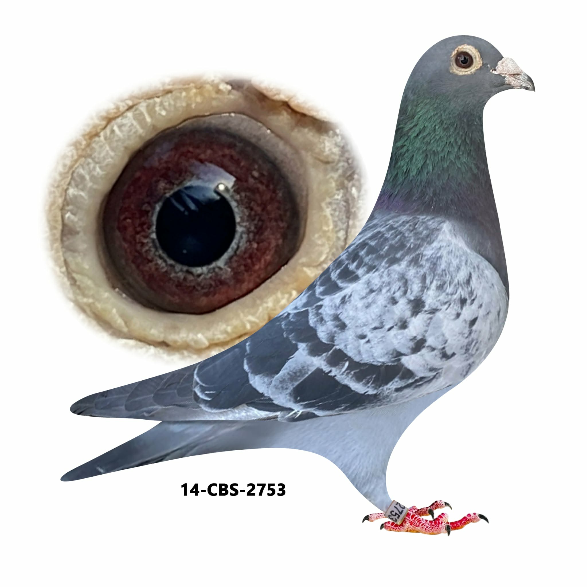 14-CBS-2753 Blue Check.