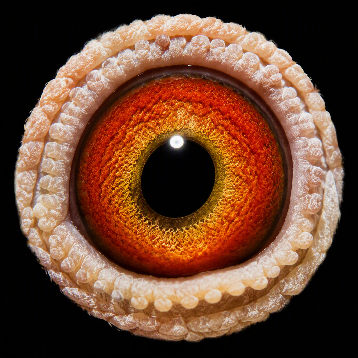 Preview Image 4