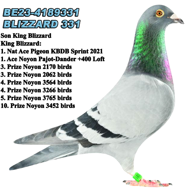 GS-715/23 Inbred Blizzard King Kittle cock