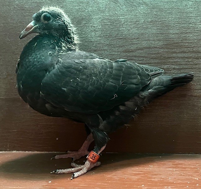 SQUEAKER OFF DIRECT IMPORT