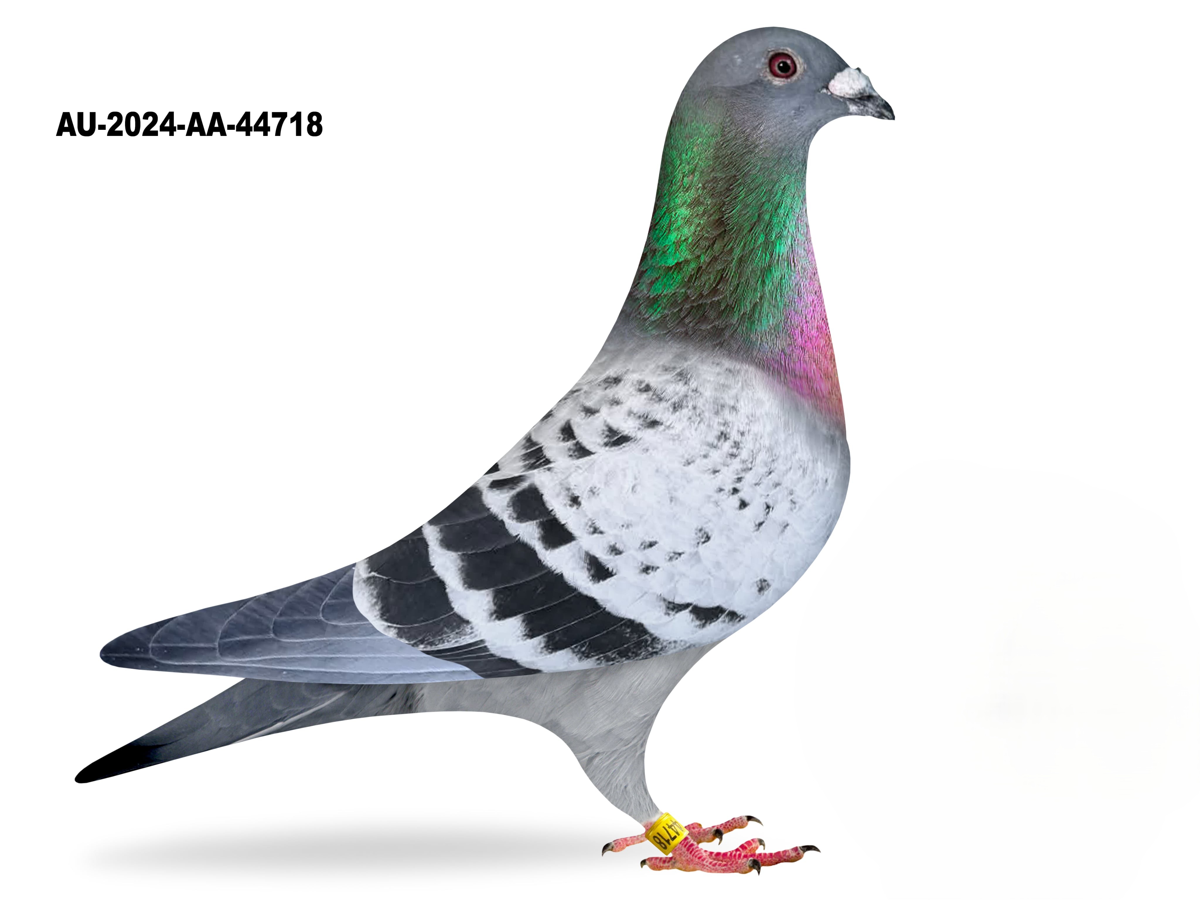 Donated by Louis Gurino - Hollywood Lou Lofts