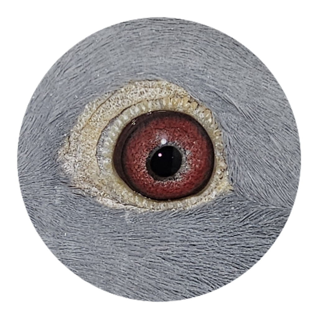Preview Image 2