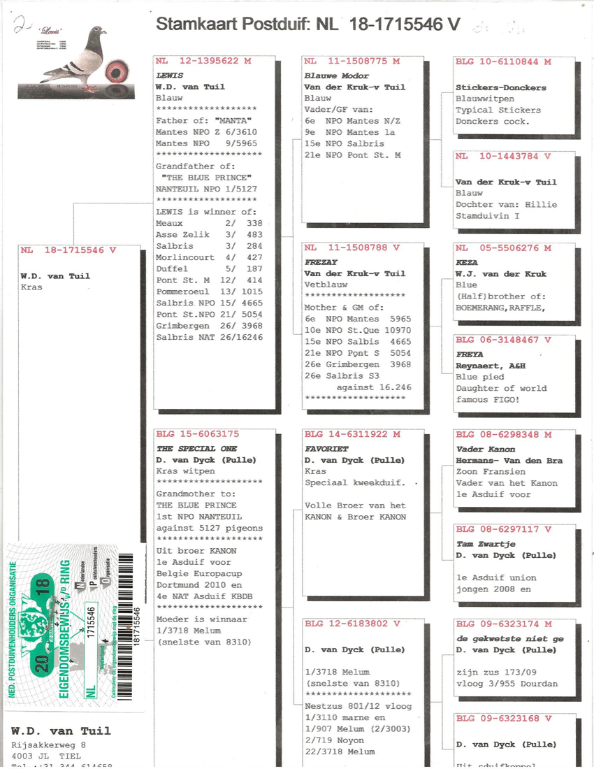 iPigeon.com - Racing Pigeon Auction, image size:850x1100