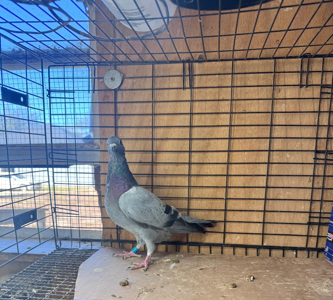 466 WOLVERINE COCK FROM 1ST PLACE