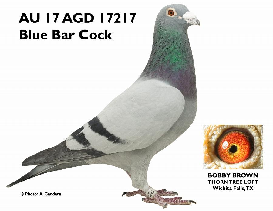 AU17-17217 ANY GIVEN DAY