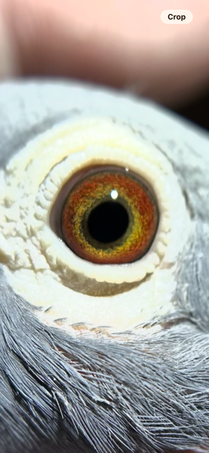 Preview Image 2