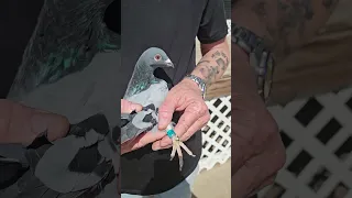 25-CBS-849 Blue Cock.