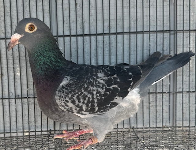 Jelly rozier bloodline x import hen 