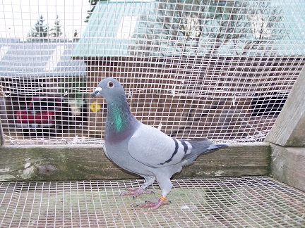 AU 2025 JEDDS "4484"