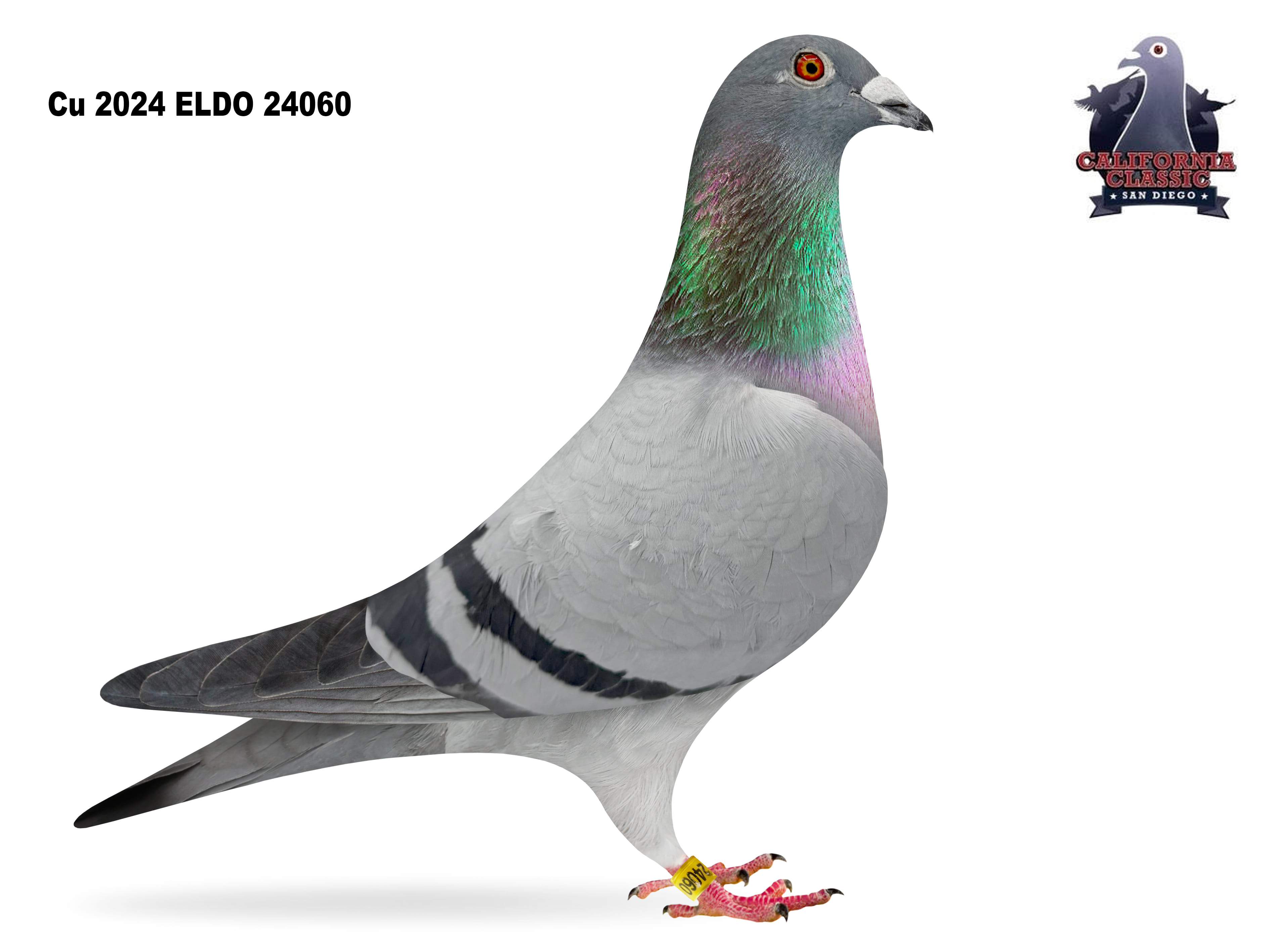 Lot 29. 2024 ELDO 24060 Cock 