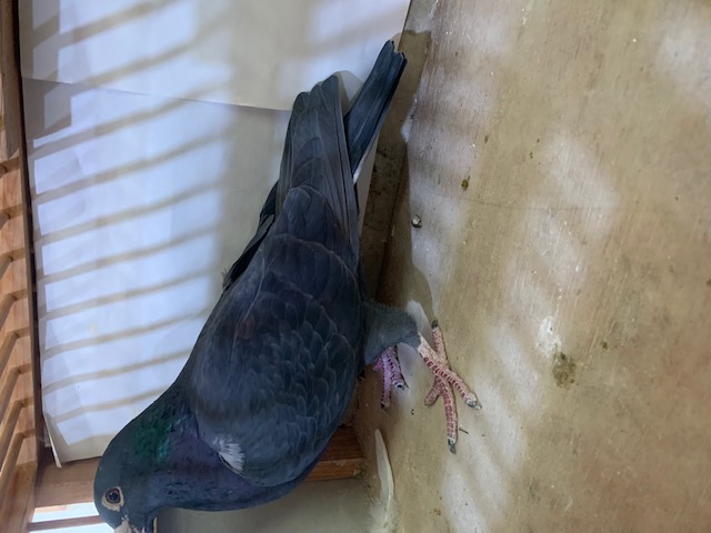 AU 22 SNV 22088 Black Cock