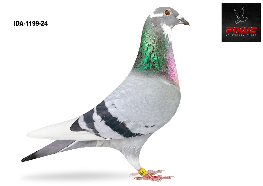 IDA-1199-24 BBWF HEN