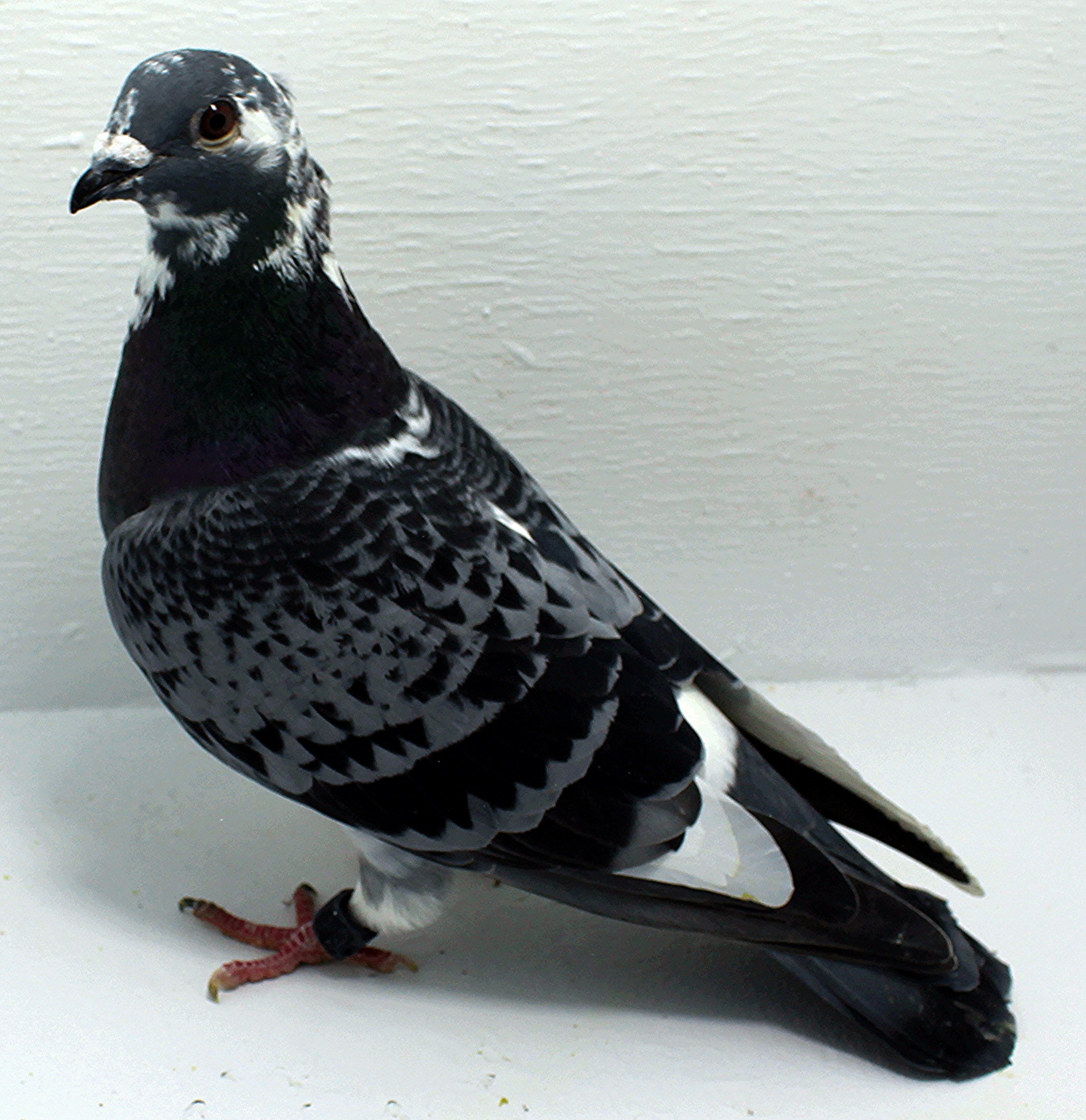 AU 41439 AA 2025 Pure Hansenne