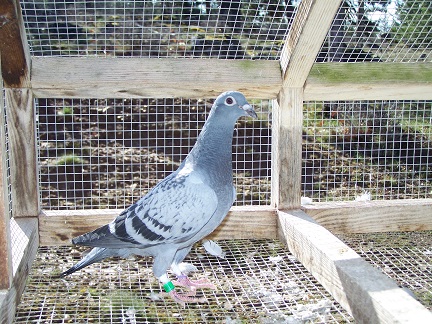 AU 2026 JEDDS "9531"