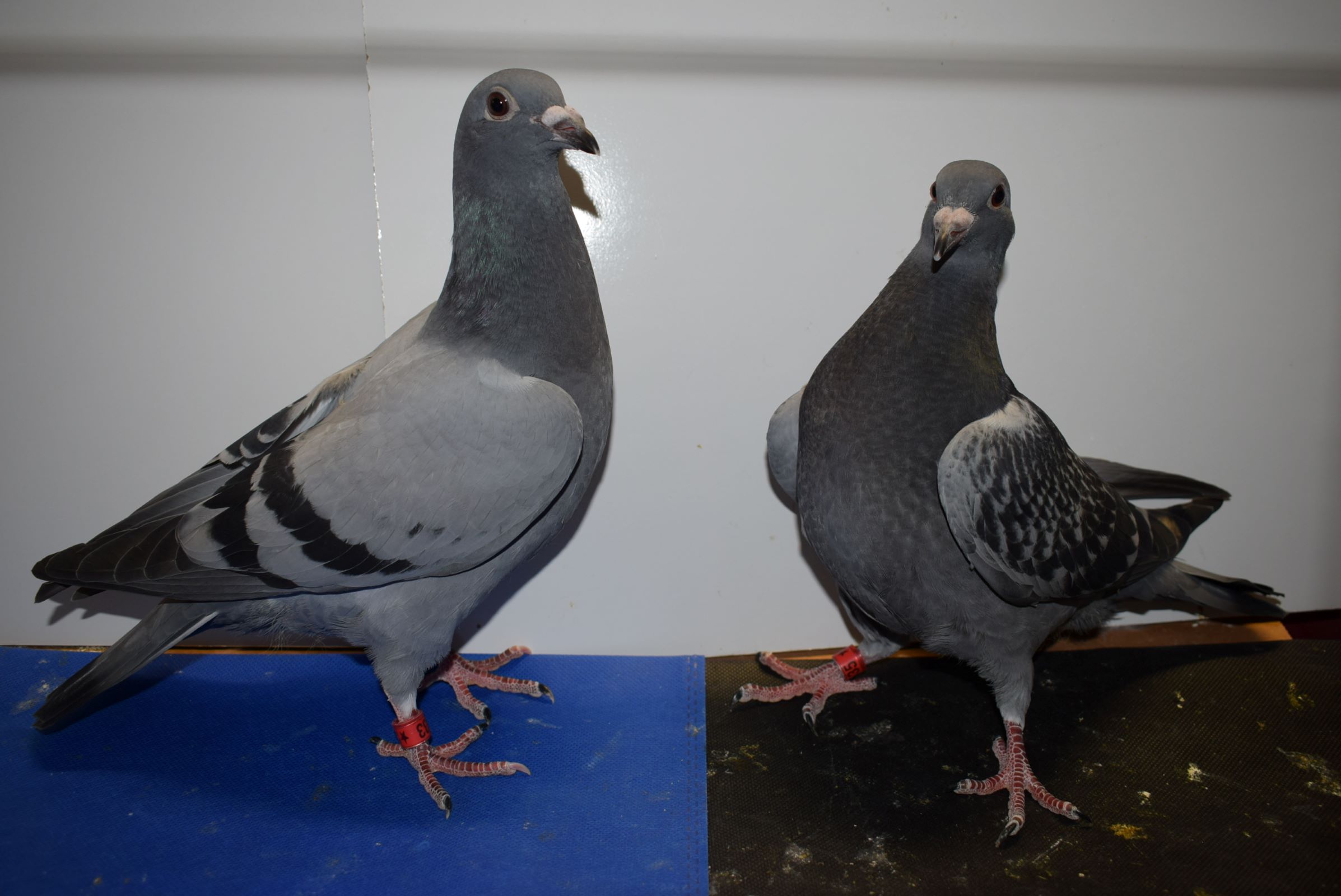 533 POP 2026 BB & 535 POP 2026 DC Young Birds