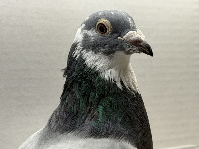 Preview Image 2