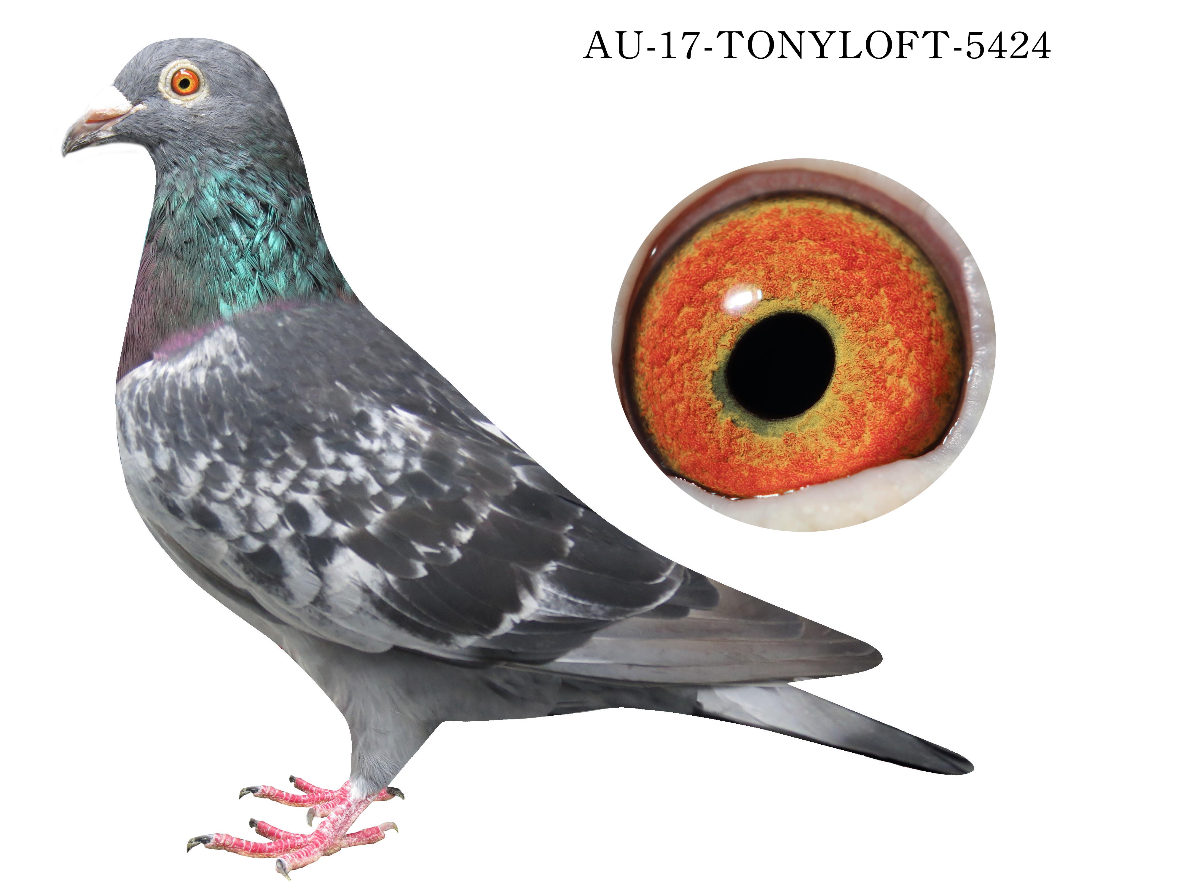 iPigeon.com - Racing Pigeon Auction