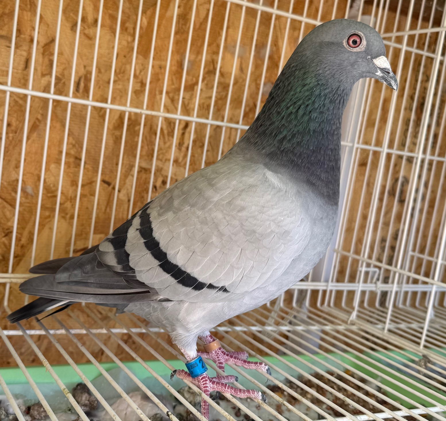 INBRED RAVEN X SAAD DAUGHTER