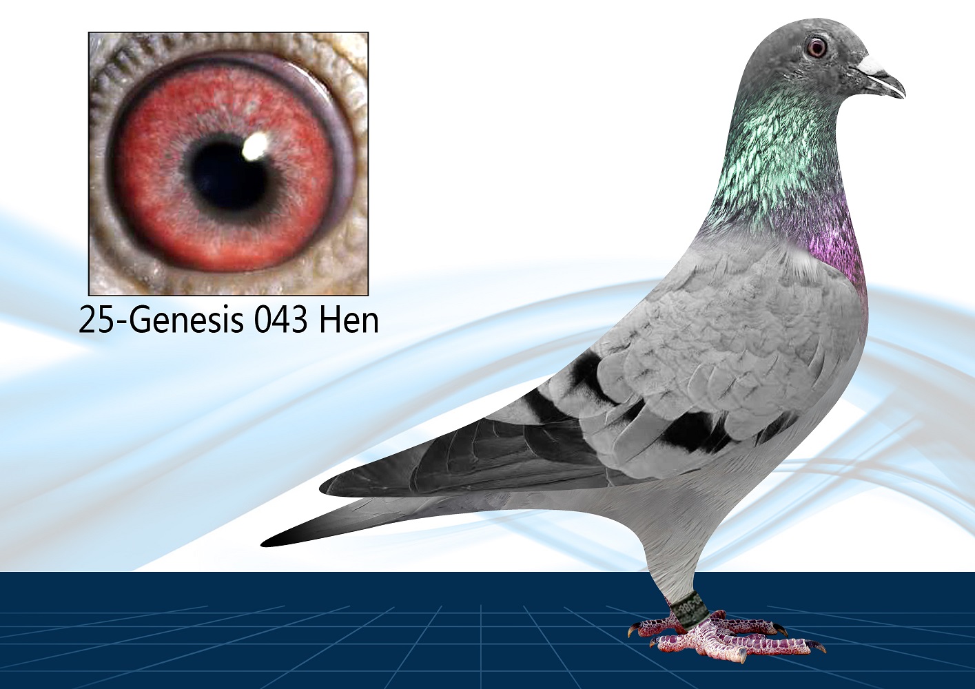 25-043(Hen) Out of Click Pair