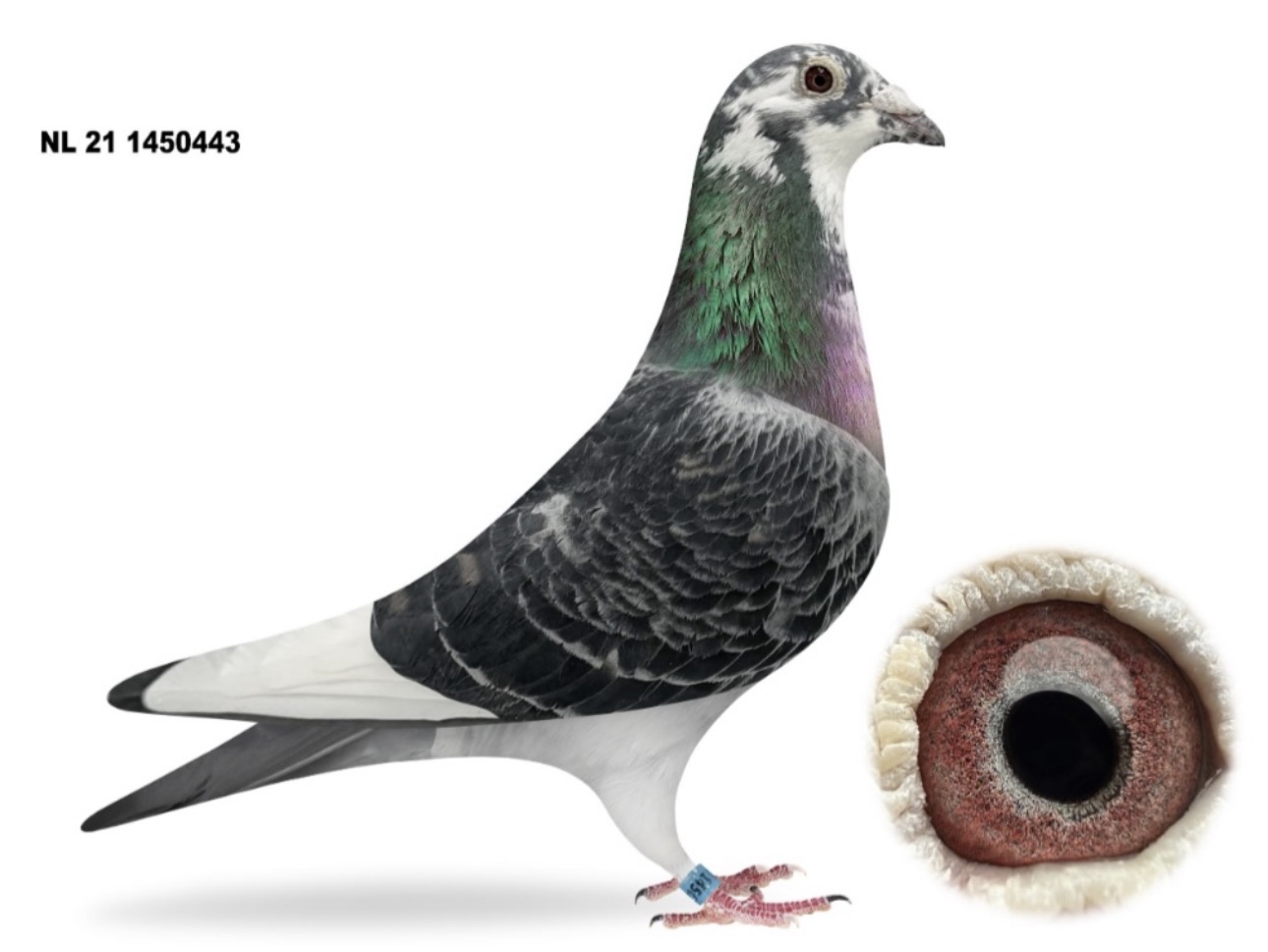 NL21-1450443 Cock