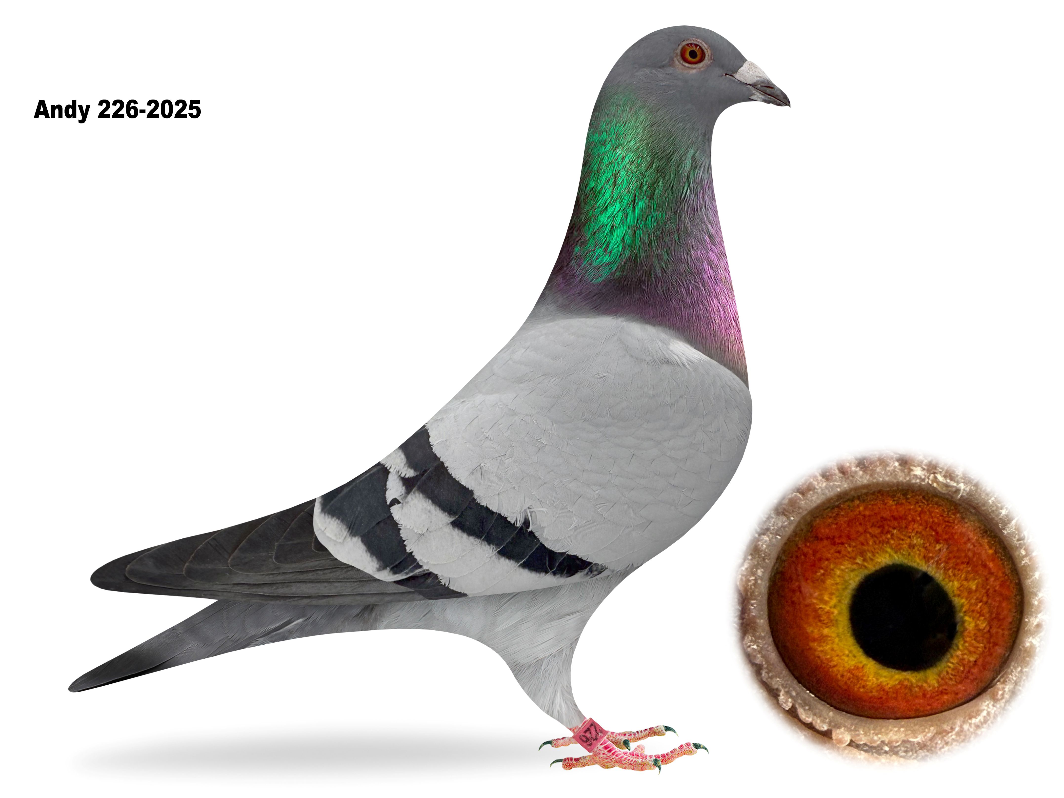Andy 226-2025