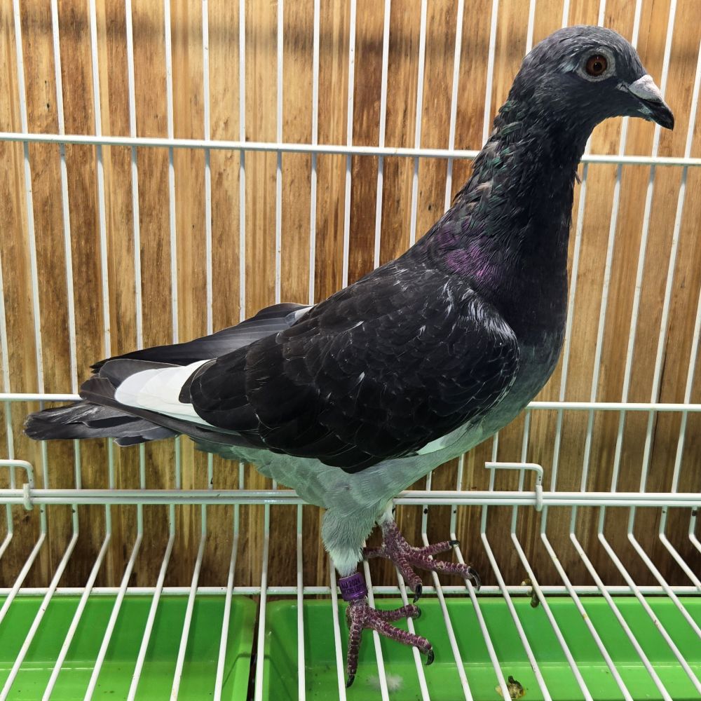 PETERS-3-2024 DCWF Hen