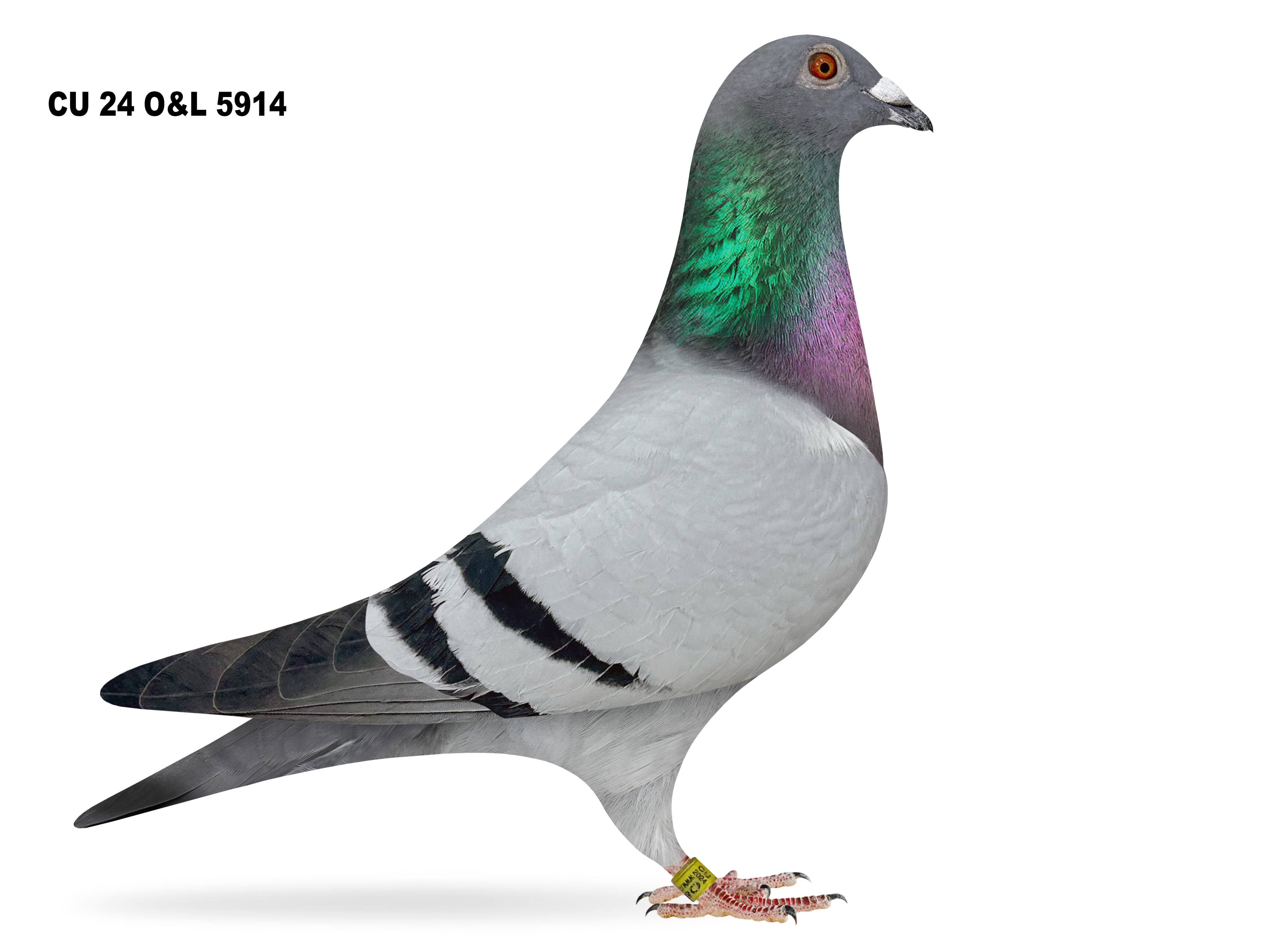 Lot 15 – CU 24 O&L 5914 BB Cock