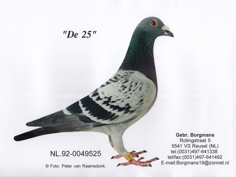 Preview Image 5