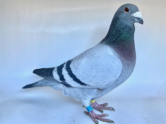 BE21-6129013 BB Cock