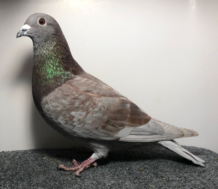 25154 RMR AU 2025 Choc. H