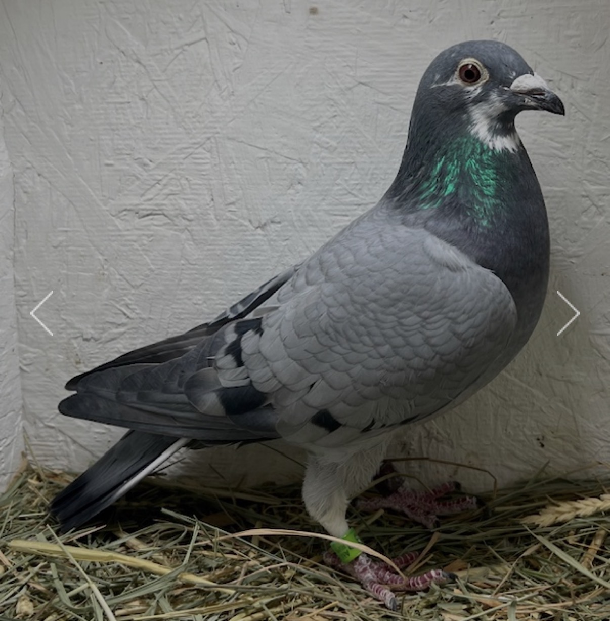 23-RIXEY-103 Blue Splash Hen