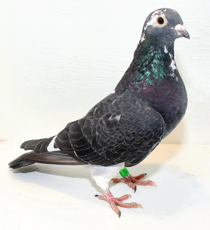 Preview Image 1