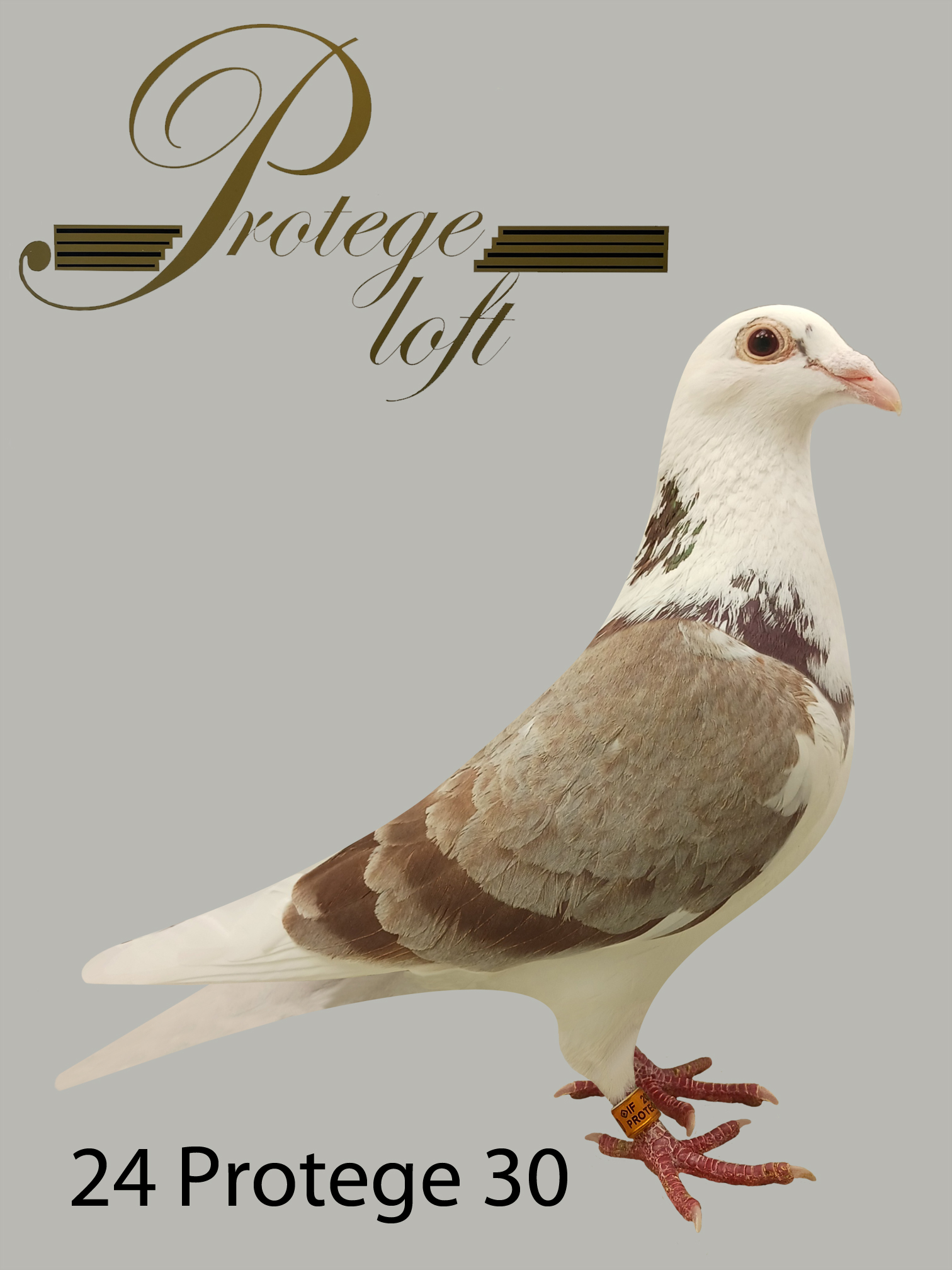 IF 24 PROTEGE 30 - RED WF - HEN
