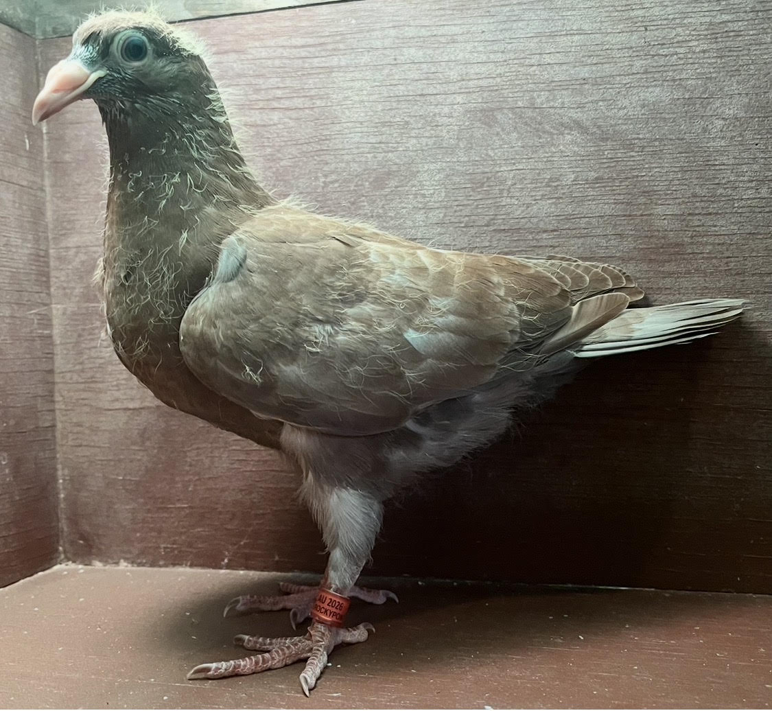 RECESSIVE RED OFF IMPORT