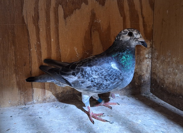 Dark Grizzle Hen AU 2025 ARPU 869616 Inbred to the legendary "SILVER SHADOW" EIJERKAMP VAN LOON