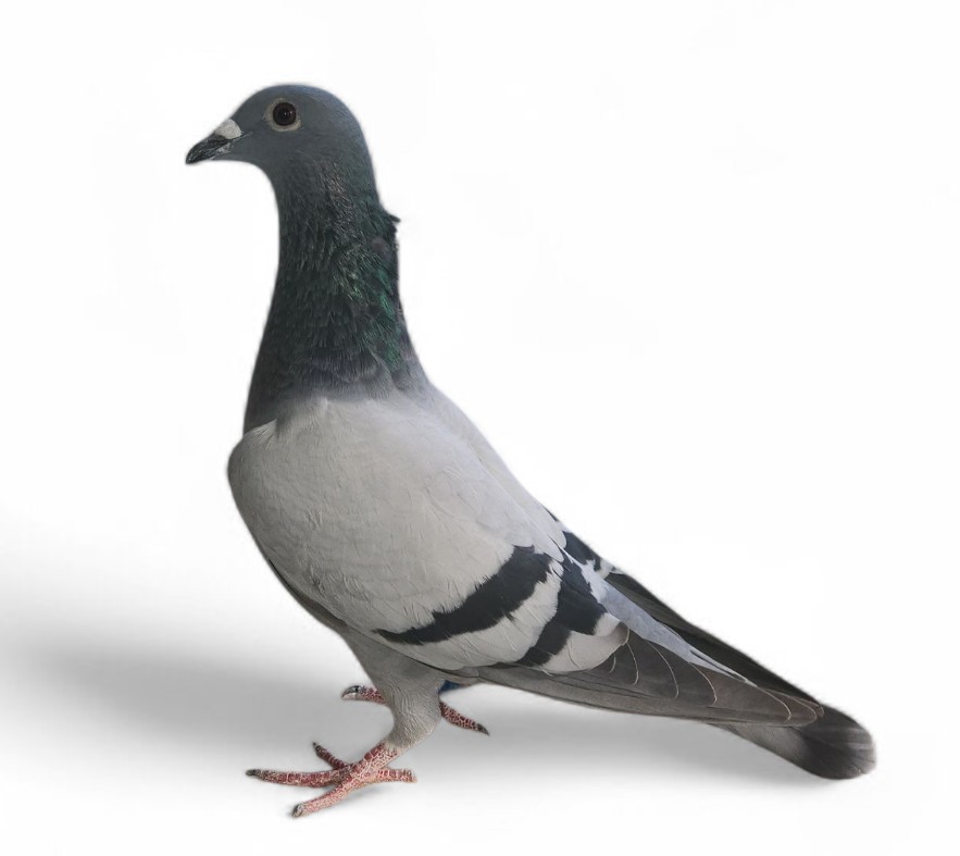 Super Bird from 2 top Jojos International