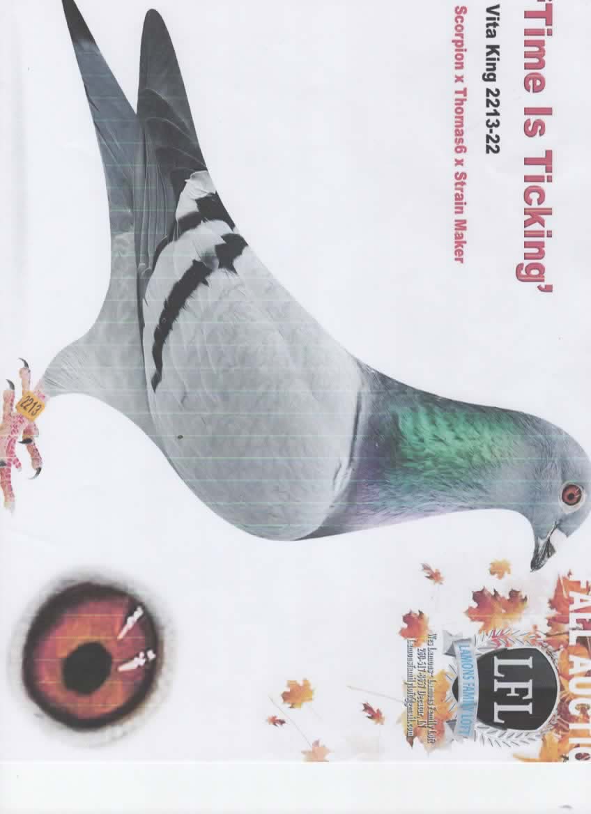 VITA KING 2213-22 HEN