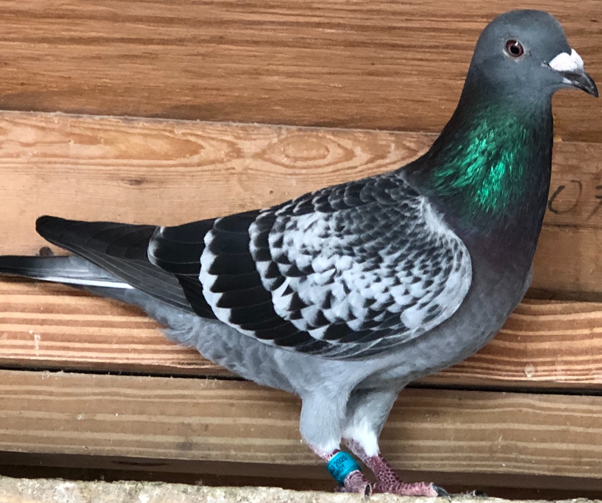 ARIE DIJKSTRA KEIZER JD POORTVLIET 