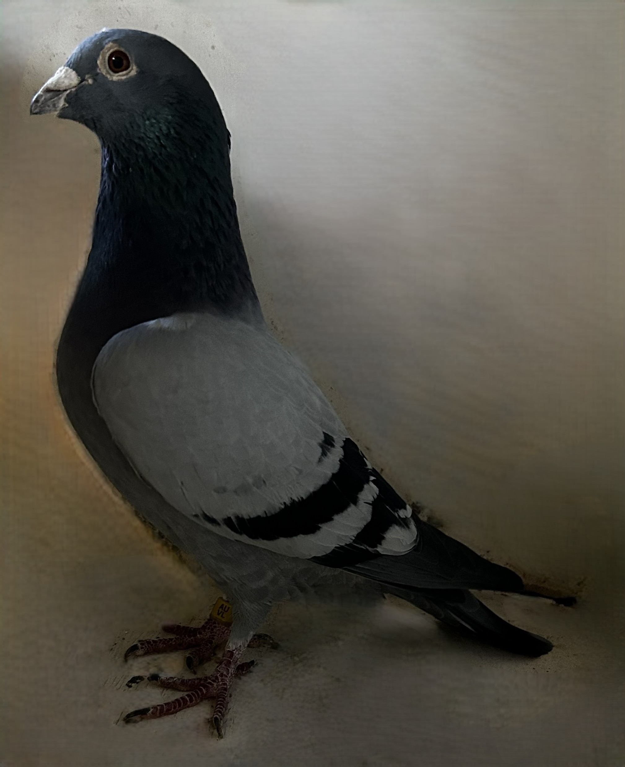 VL 60-19 BB Cock