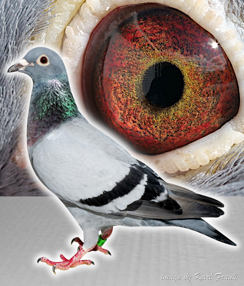 23 BELG 4164131 Blue Bar Hen