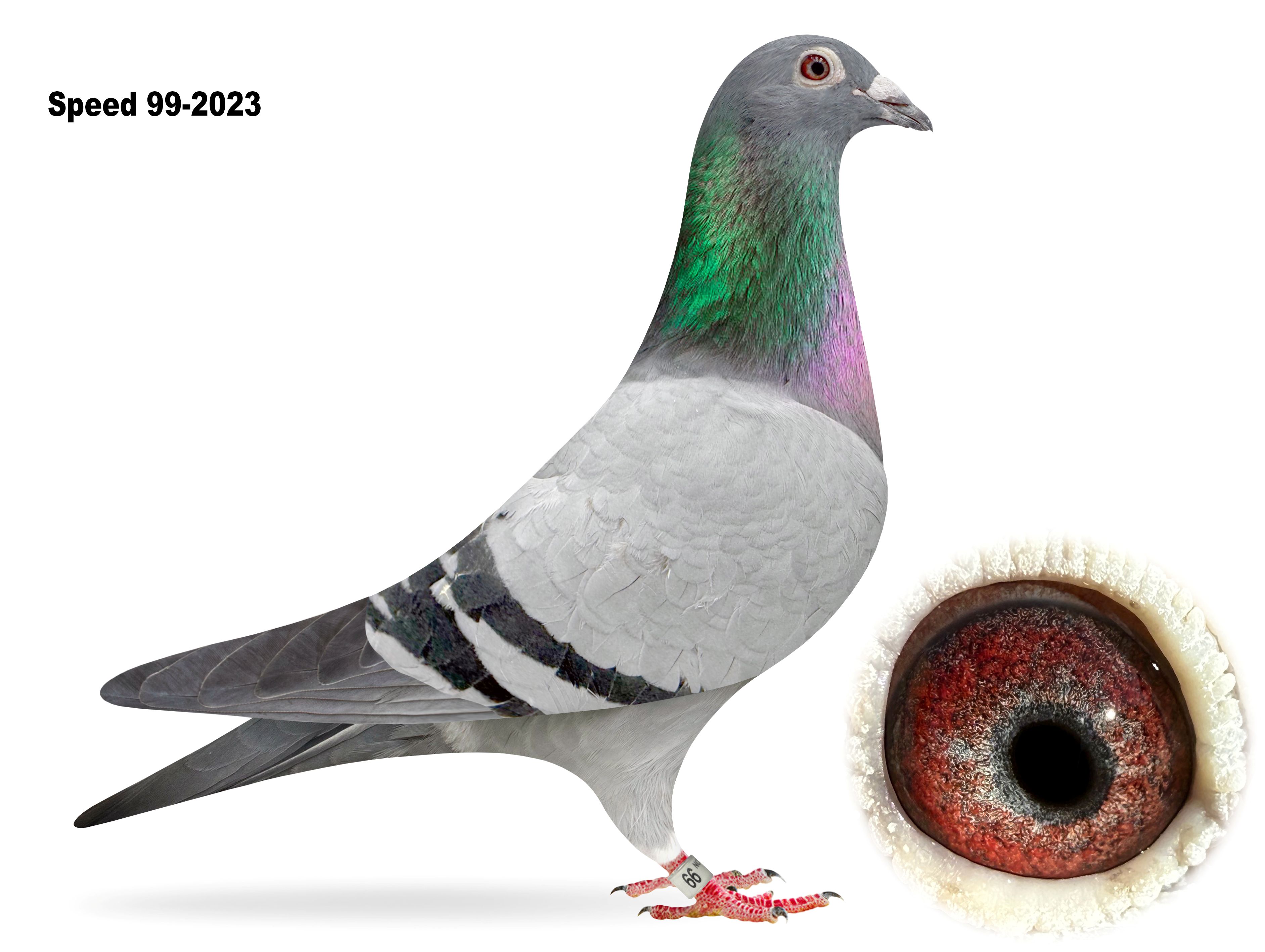 Speed Pigeon 