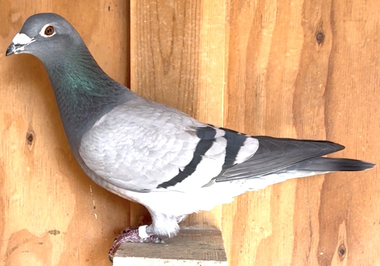 Directly from Greg Rockets