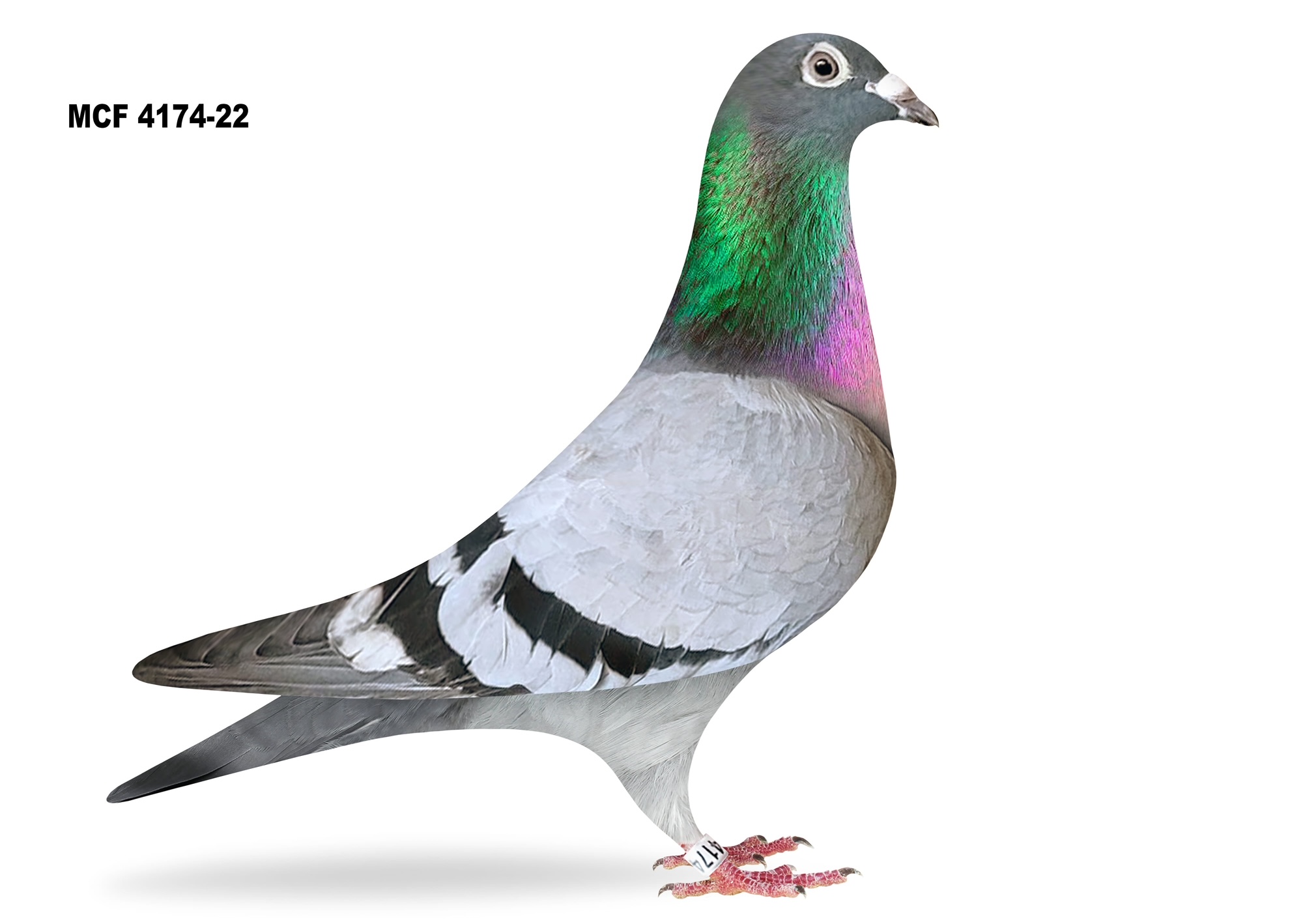 2022 AU   MCF 4174 SUPER HEN --JELLE ROZIER