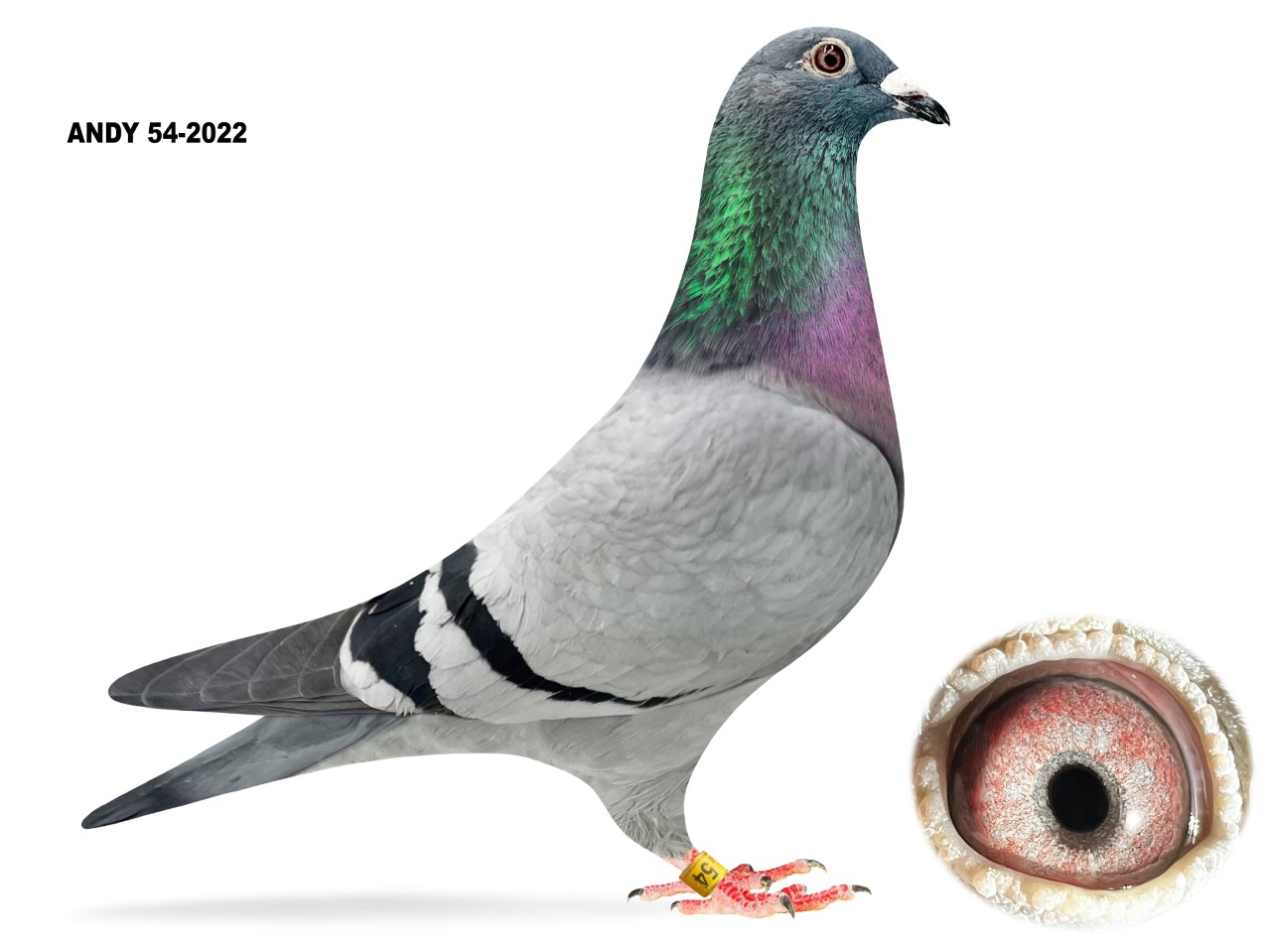 AU 22 ANDY 54 BB Hen