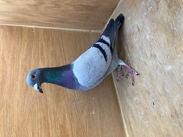 AU 24 VK 10243 BB COCK