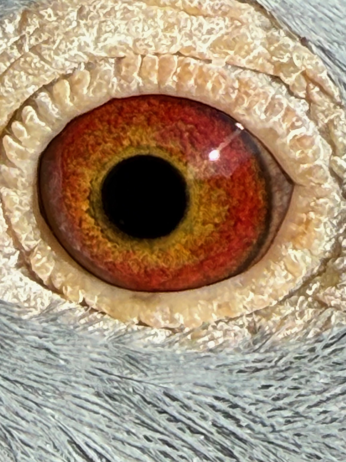 Preview Image 4